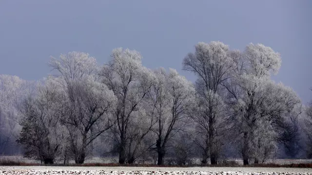 Bäume mit Schnee in Dundenheim.
