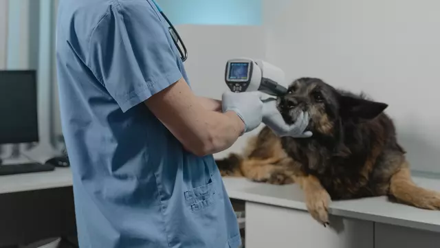 Ein Hund bei einer Tierarztuntersuchung.